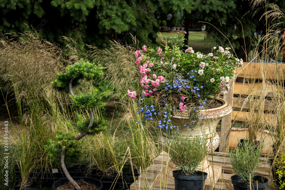 Naklejka premium Roses, daisies, sage, wild field plants adorn the garden