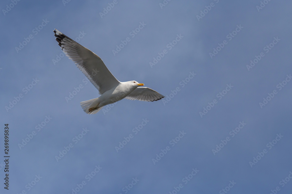 view on European herring gull flying with opened wings in a blue sky view on European herring gull flying with opened wings in a blue sky