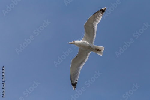close up of European herring gull flying with opened wings in a blue sky