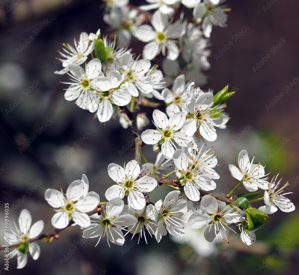 Kirschblüten Kirschblüten