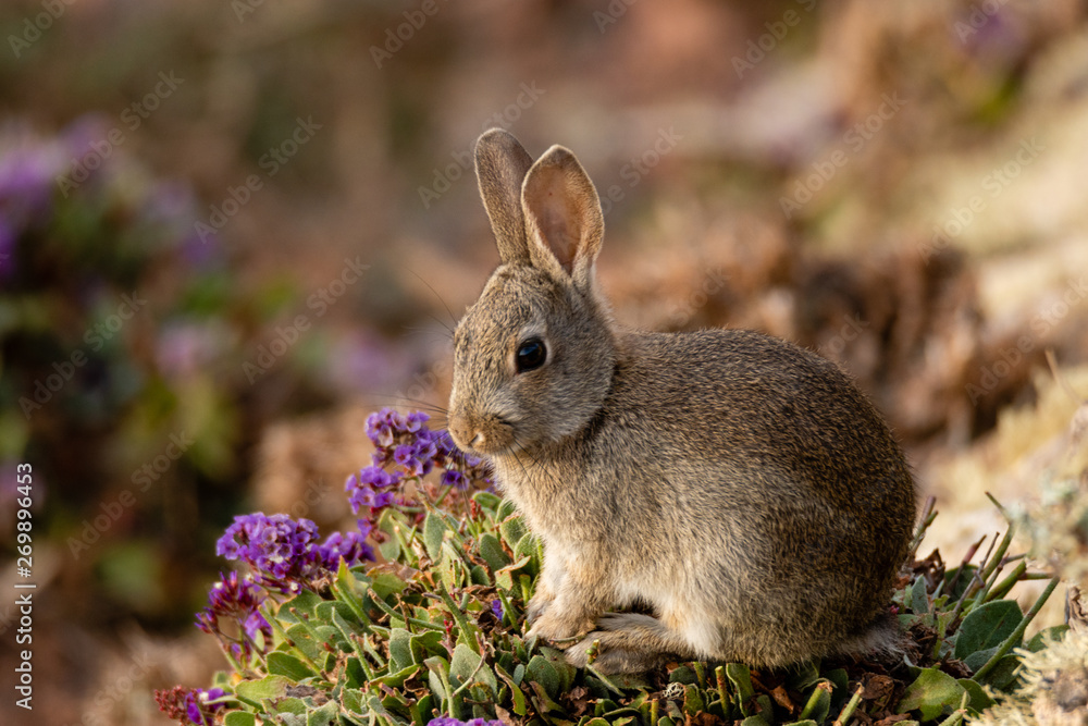 Fototapeta premium wild little rabbit biting the flowers on a rocky cliff