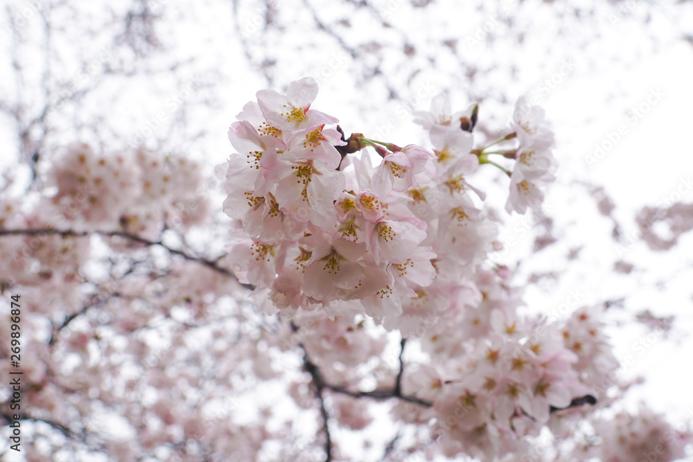 close up sakura flower japan