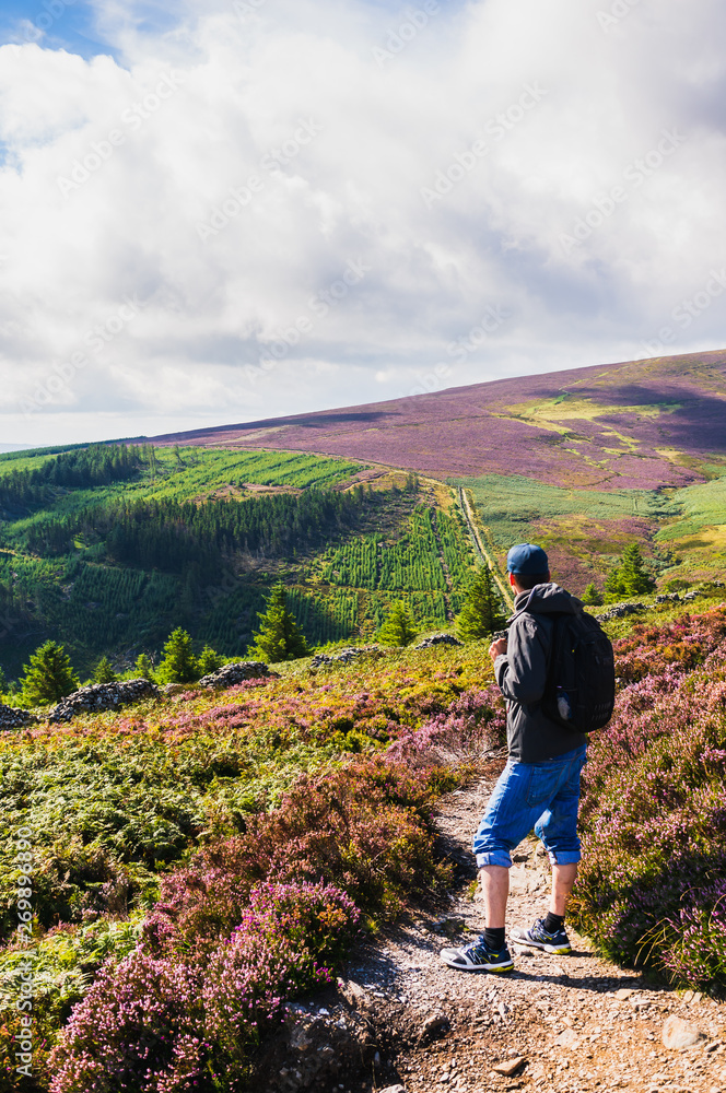 Naklejka premium Young man hiking through Wicklow Mountains in Ireland, covered in heather flowers and fern on a beautiful summer day. Hiker in a scenic Irish landscape.