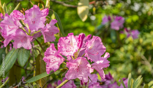 Brightly pink flowers blooming rhododendron on a sunny day.