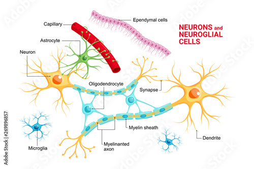 Vector infographic of Neuron and glial cells (Neuroglia). Astrocyte, microglia and oligodendrocyte, ependymal cells (ependymocytes and tanycytes) photo