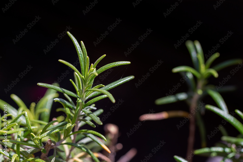 Close up of rosemary with spider web. Black background. Close up of rosemary with spider web. Black background.