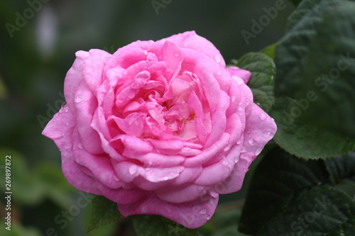 pink rose after rain