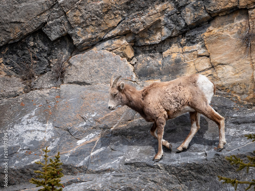 Mountain Goat on the Side of a Cliff