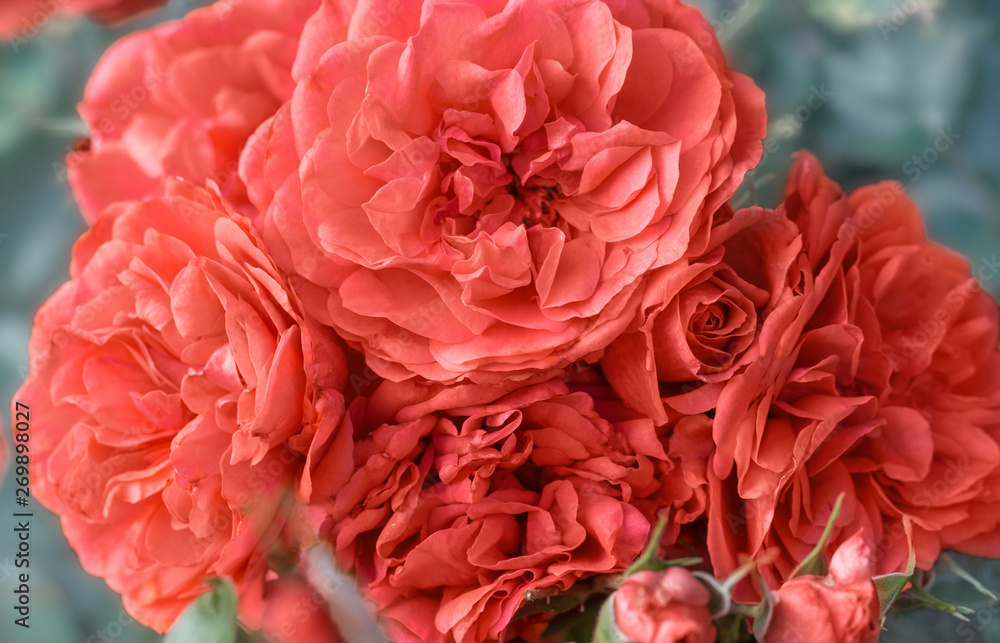 Beautiful living coral roses flowers in garden close up. Tinted effect Beautiful living coral roses flowers in garden close up. Tinted effect
