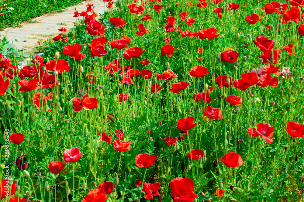 Poppy flowers and plants in the park area