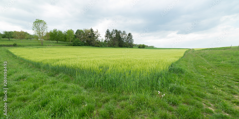 Getreidefelder grün