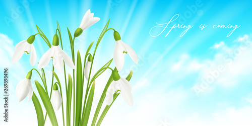 Snowdrop Flower Horizontal Background