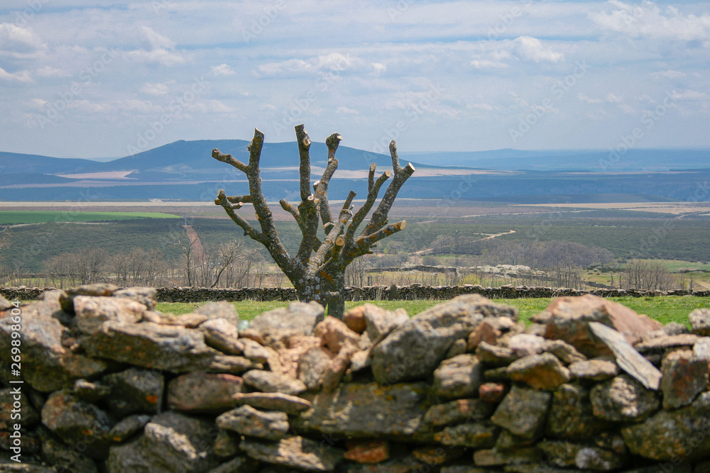 Beautiful landscape of castile with a stone wall, a tree pruned, mountains of fodo and a blue sky with clouds