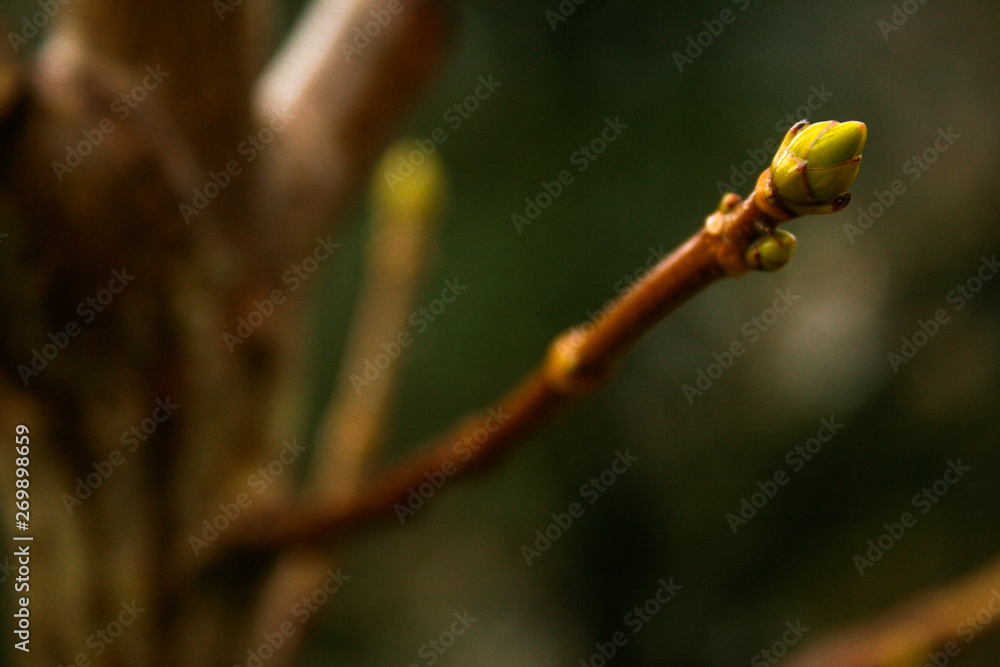New buds begin to bloom New buds begin to bloom