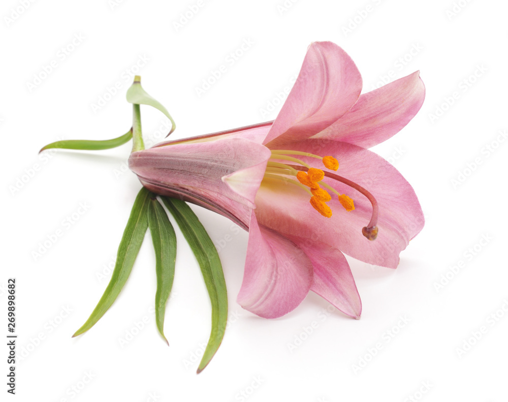 Naklejka premium One purple lily.