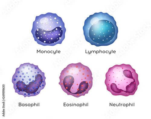 Illustration of Monocyte,   Lymphocyte, Eosinophil, Neutrophil, Basophil .Vector blood cells.