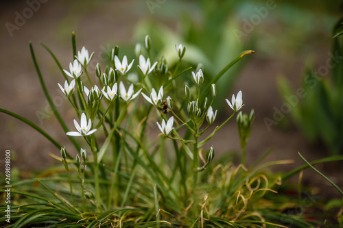 white flowers in a flowerbed called ornithogalum spring garden