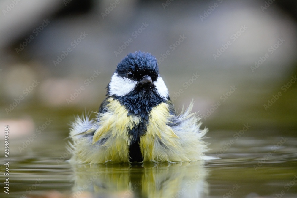 Obraz premium bird