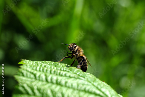 Flotte Biene auf grünem Blatt und grüner Hintergrund - Stockfoto