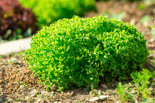 Pflücksalat im Feld Grün