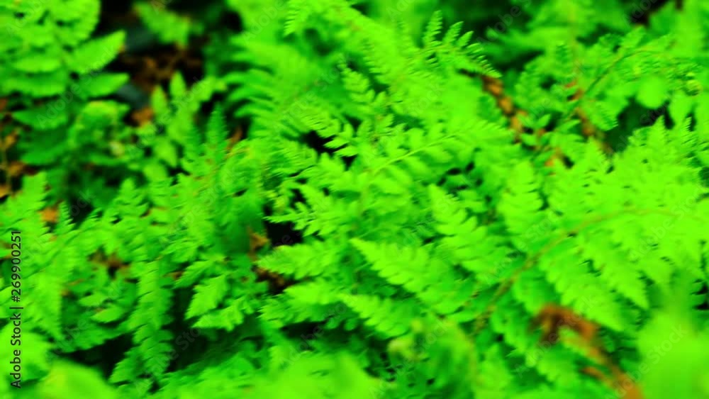 fresh green fern plants background at springtime season fresh green fern plants background at springtime season