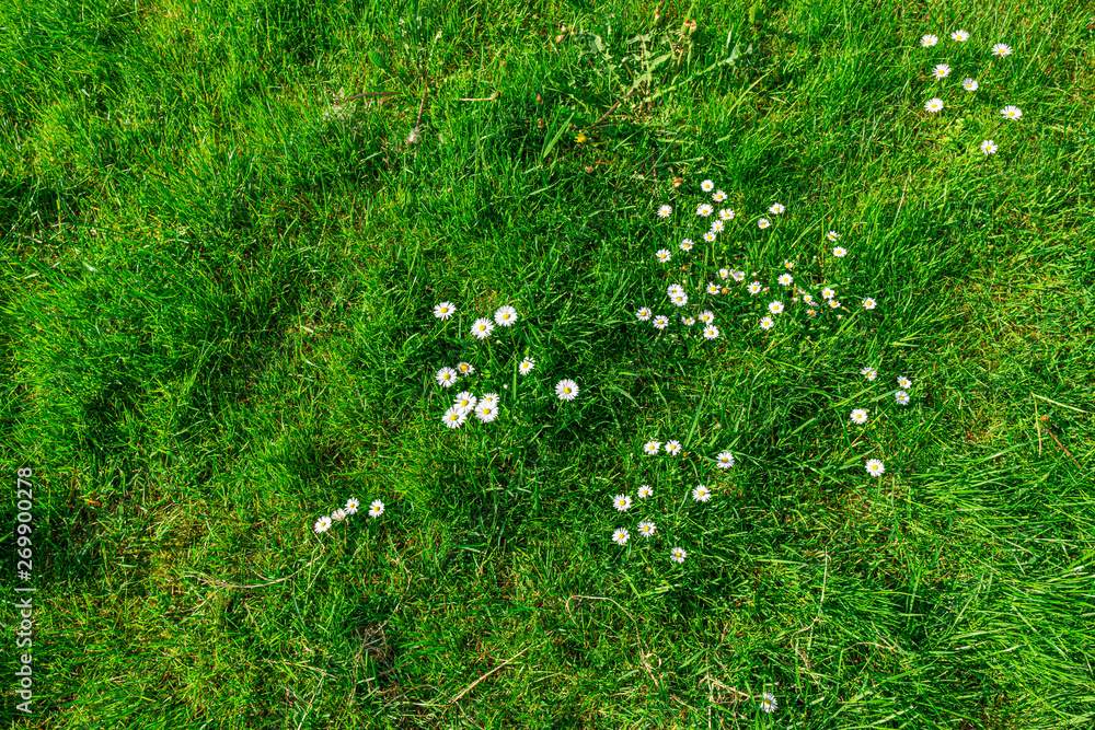 Fotografie Wiese Draufsicht Blümchen