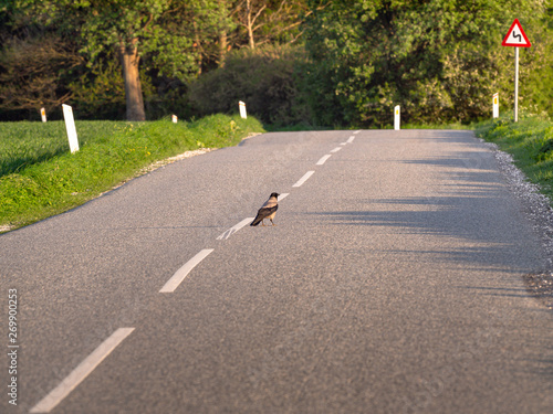 the crow is on the road