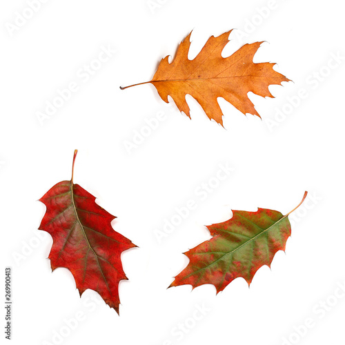 Set of autumn leaves of oak isolated on white background.