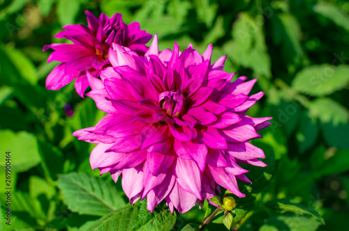 Dahlia of pink and purple color