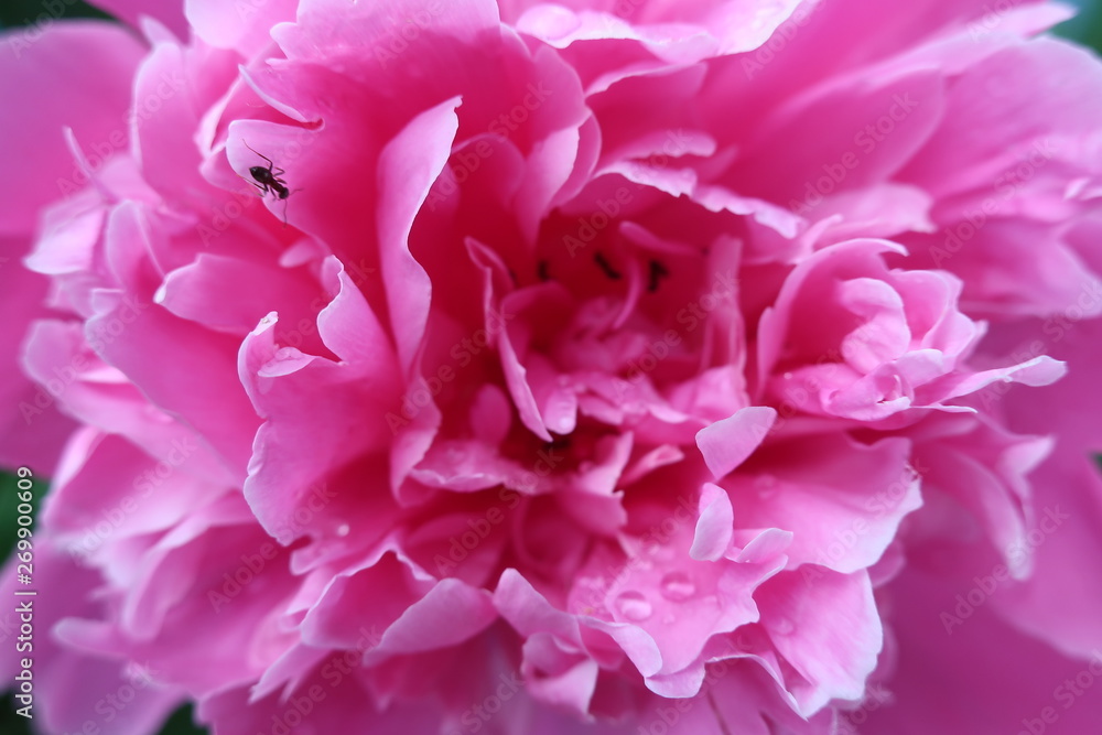 flowers peony close-up background dew on flowers white pink bouquet flowers peony close-up background dew on flowers white pink bouquet
