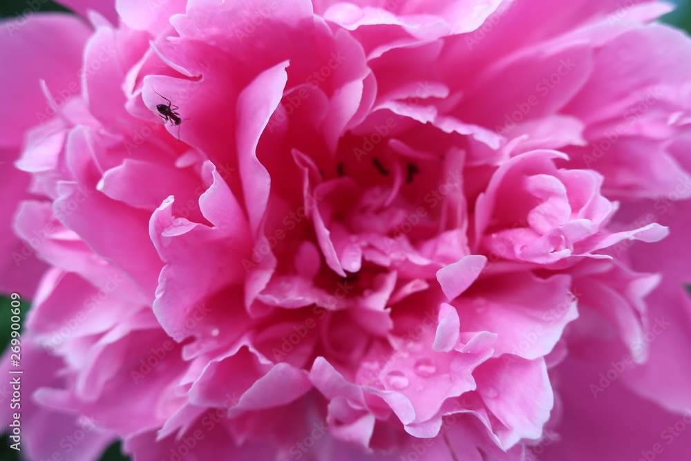 flowers peony close-up background dew on flowers white pink bouquet