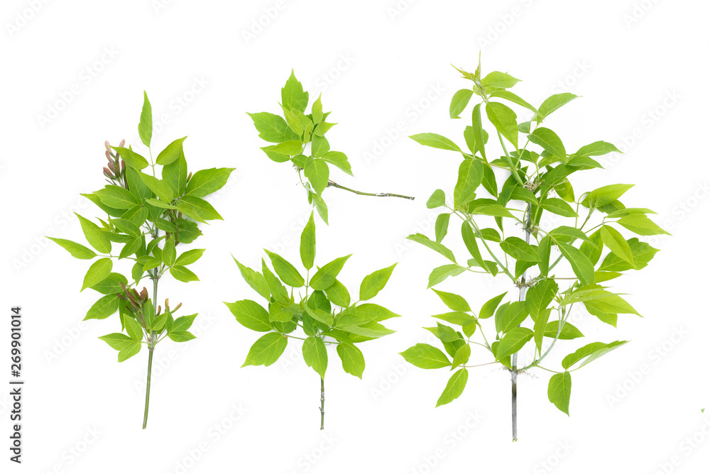Maple tree branch with green leaves isolated on white background. Maple tree branch with green leaves isolated on white background.