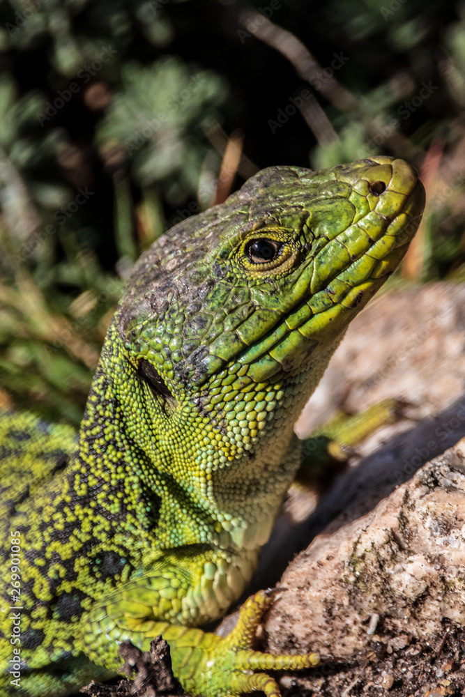 green lizard on rock