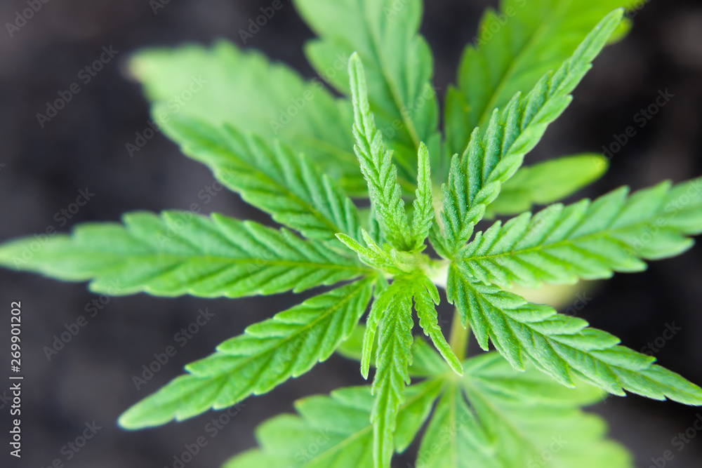 Hemp sprout plant macro on a beautiful blurred background. Texture of young marijuana plant escape from the first leaves Hemp sprout plant macro on a beautiful blurred background. Texture of young marijuana plant escape from the first leaves