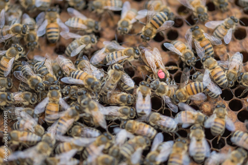 Apiary Beekeeper Works Bees Hives