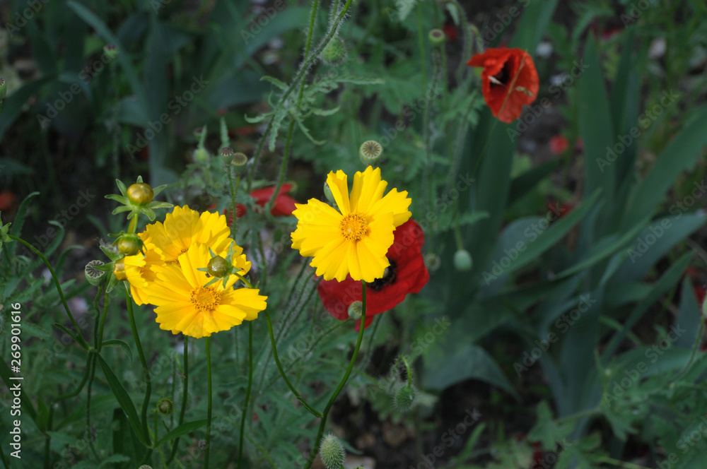 Cosmos sulphureus is also known as sulfur cosmos and yellow cosmos Cosmos sulphureus is also known as sulfur cosmos and yellow cosmos