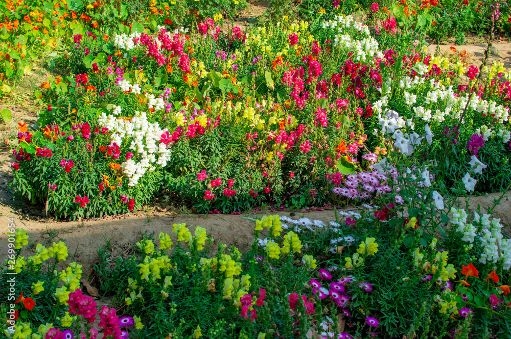 Various flowers in backyard and being cared well