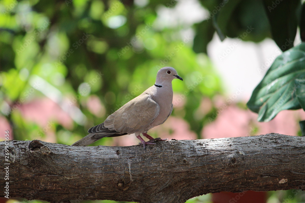 Nature Lover Nature Lover