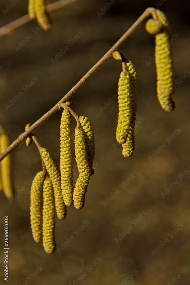 Naklejka premium Alder catkins ( Alnus glutinosa) in the early spring sunshine with a soft background.