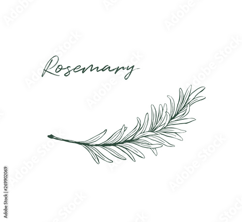 Canvastavla Rosemary drawing isolated kitchen herb