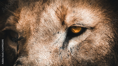 Golden eyes angry lion face looking down