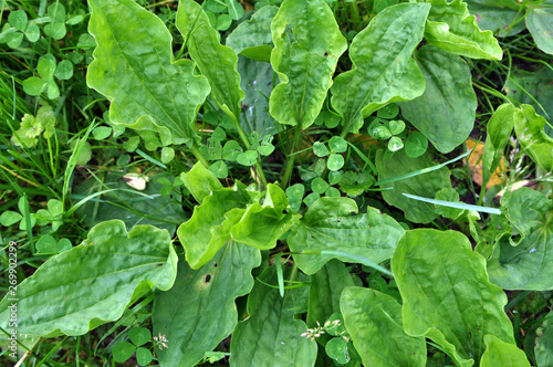 In nature, the plantain is growing photo