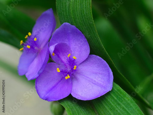  beautiful blue flowers of tradescantia garden closeup