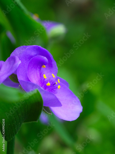  beautiful blue flower of tradescantia garden closeup