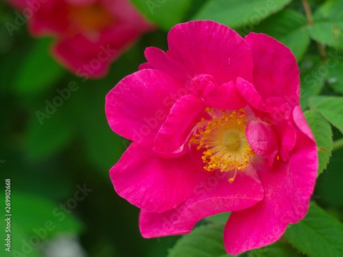  close-up pink rose against the background of green leaves close-up