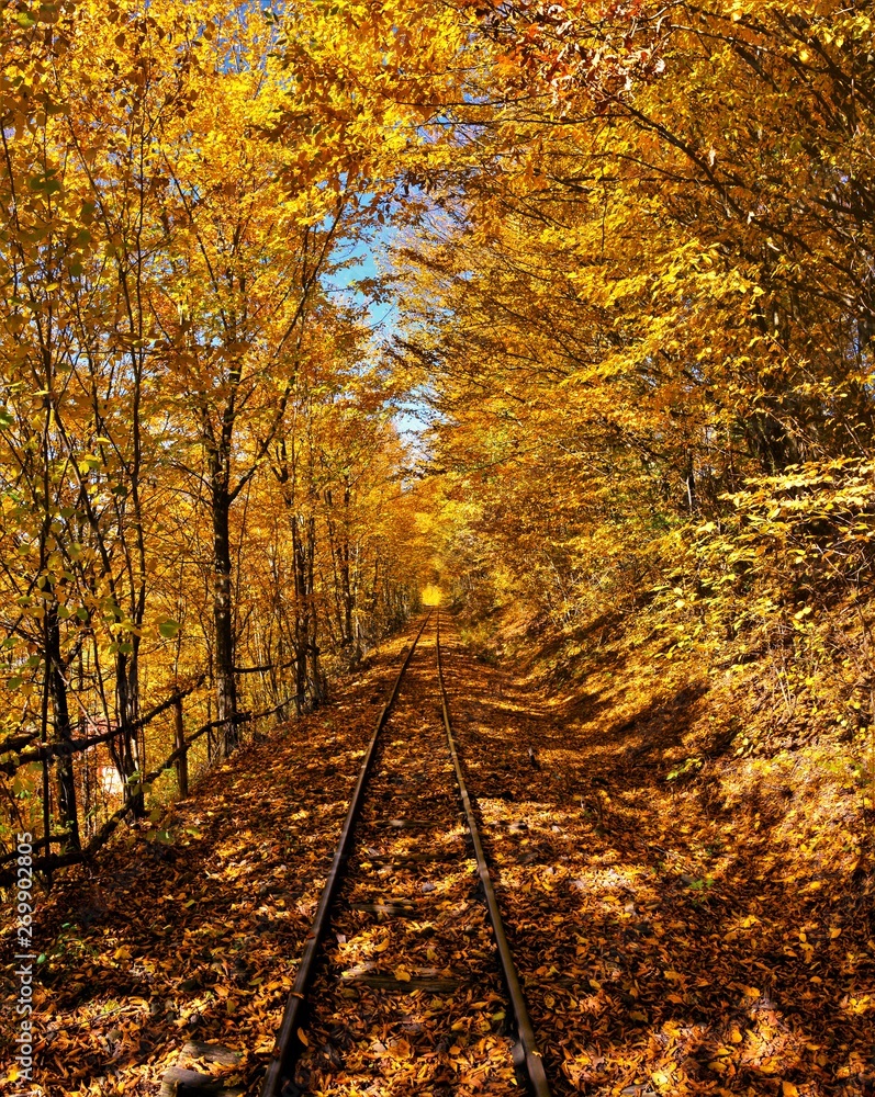 a railroad through the yellowish forest