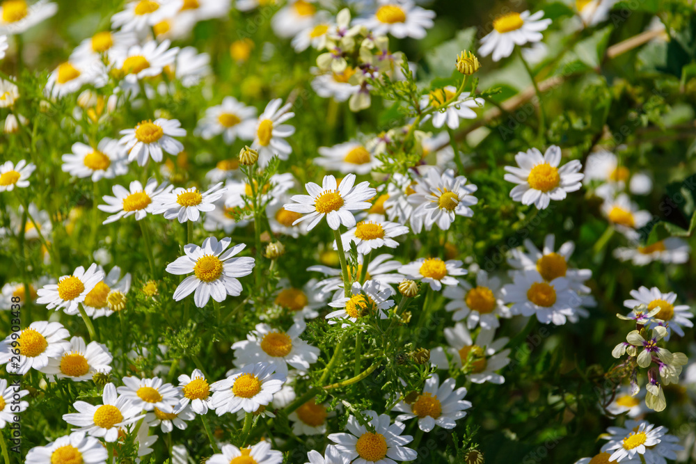 White daisies at green background White daisies at green background