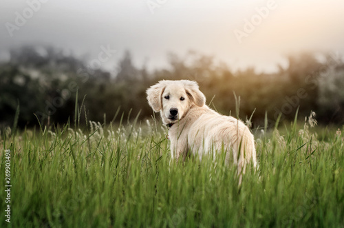  cute puppy golden retriever wonderful portrait