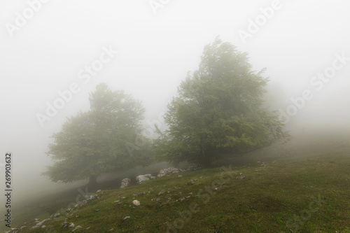 Misty forest in Urbasa mountains in Navarra