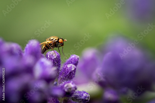 Nahaufnahme eines Insekts auf Lavendel photo